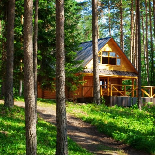Wooden cabin among tall pine trees finished in Amber