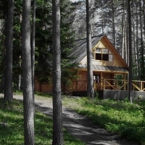 Wooden cabin among tall pines before staining