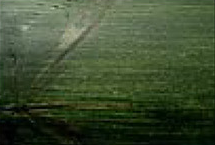 232 Hunter Green stain on wood